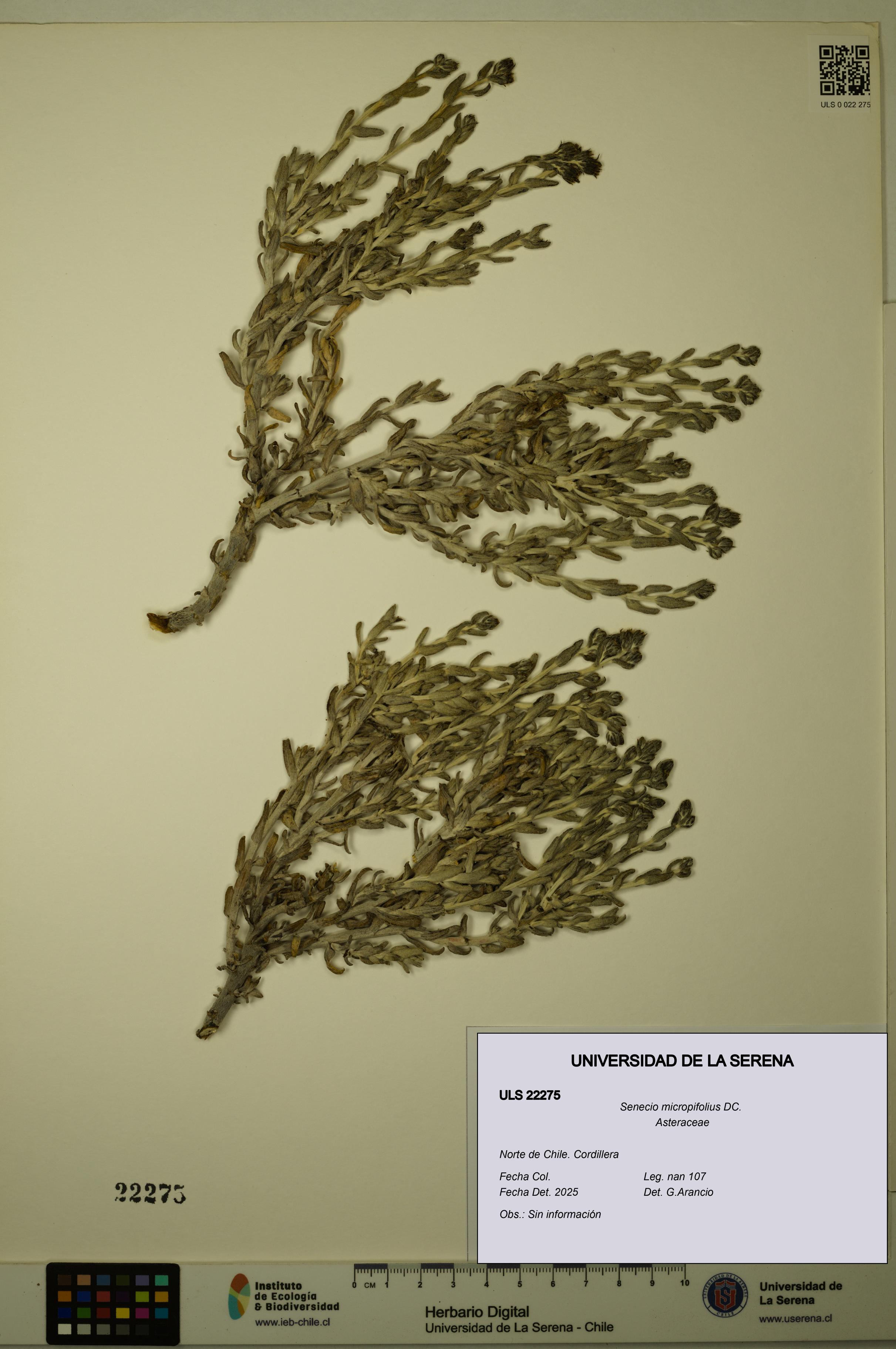 Senecio micropifolius [Espécimen: ULS:ULS:0022275]