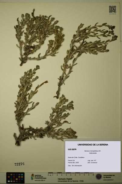Senecio micropifolius [Espécimen: ULS:ULS:0022276]