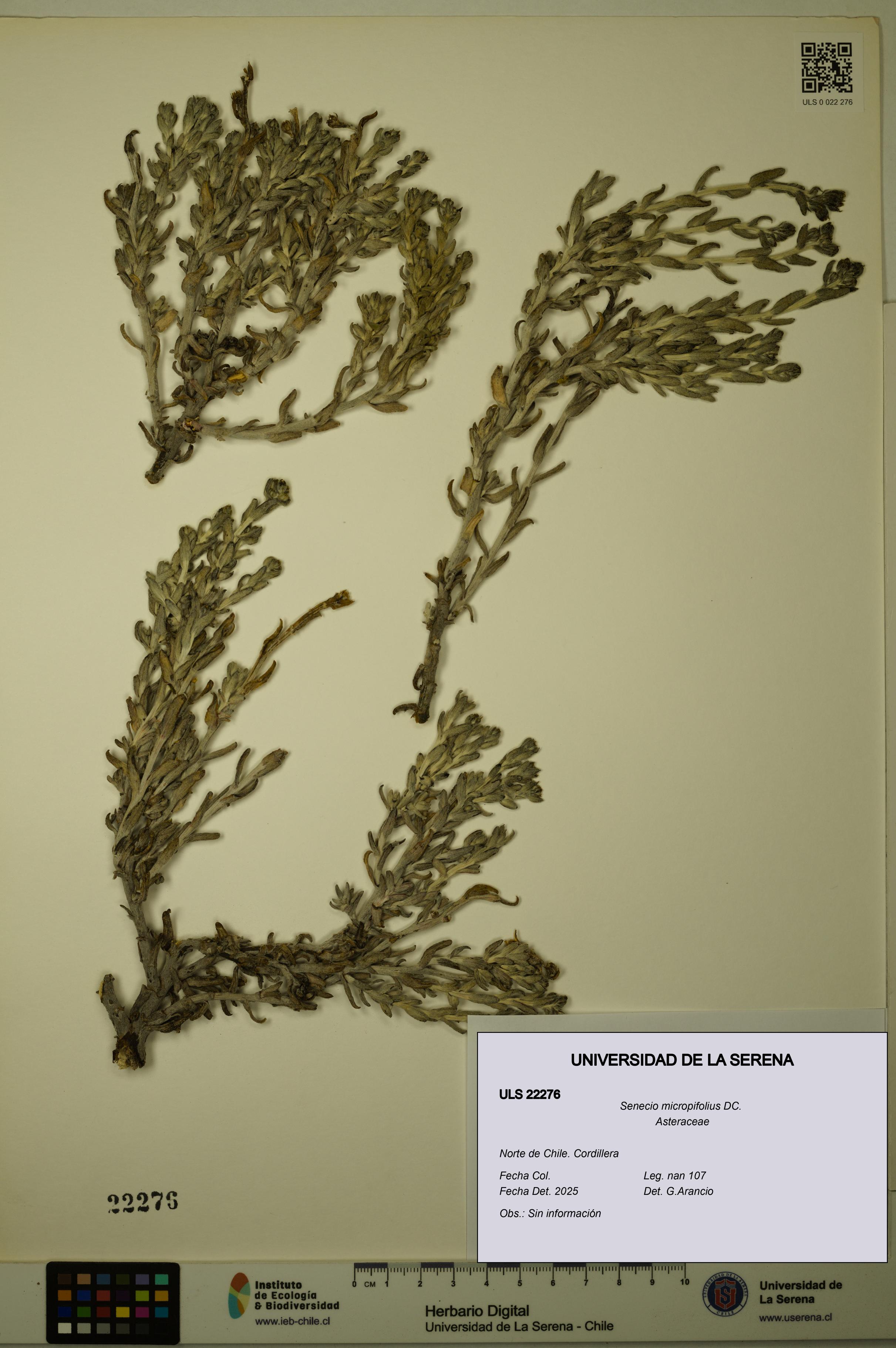 Senecio micropifolius [Espécimen: ULS:ULS:0022276]