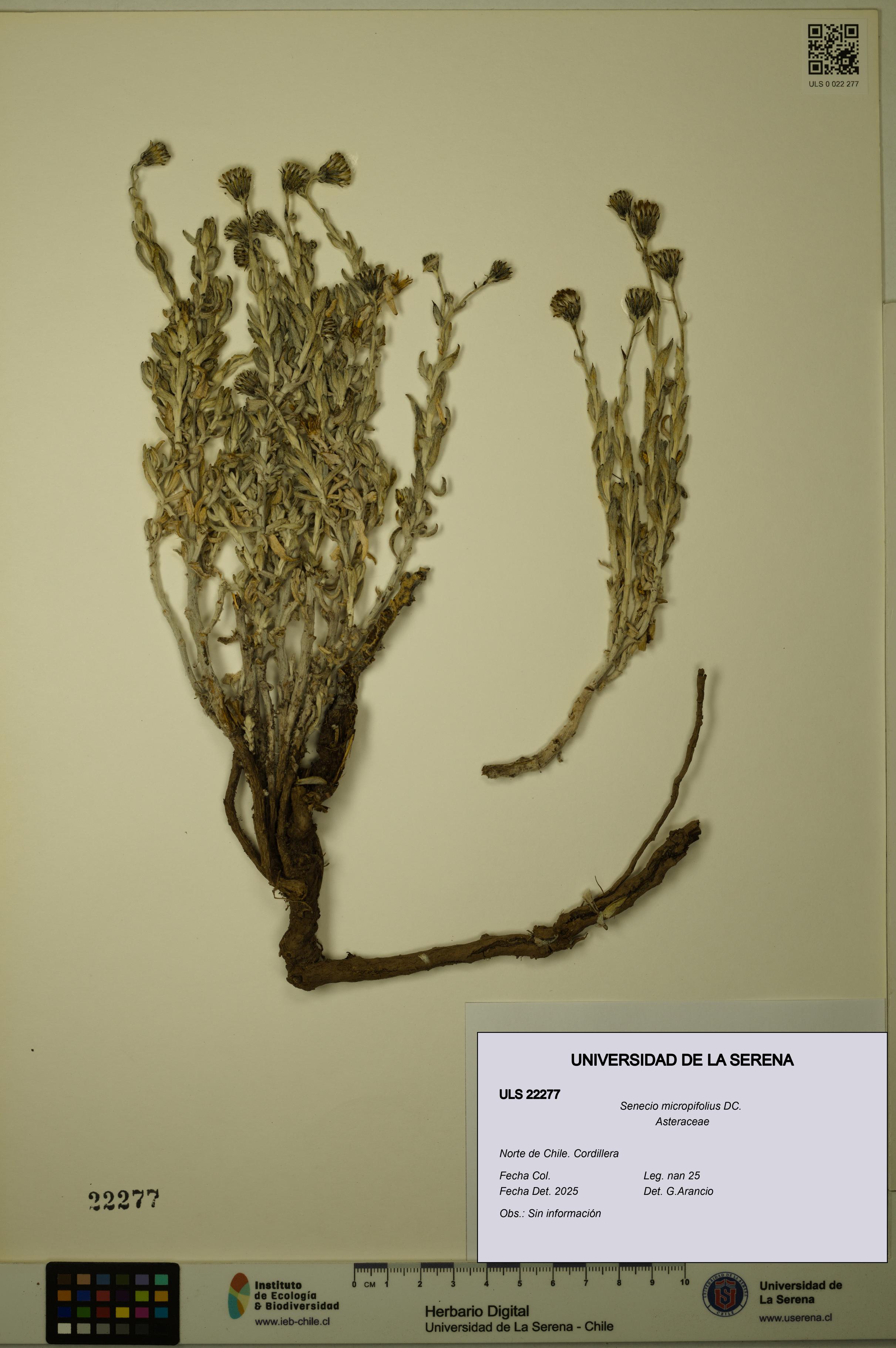 Senecio micropifolius [Espécimen: ULS:ULS:0022277]