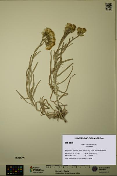 Senecio micropifolius [Espécimen: ULS:ULS:0022278]