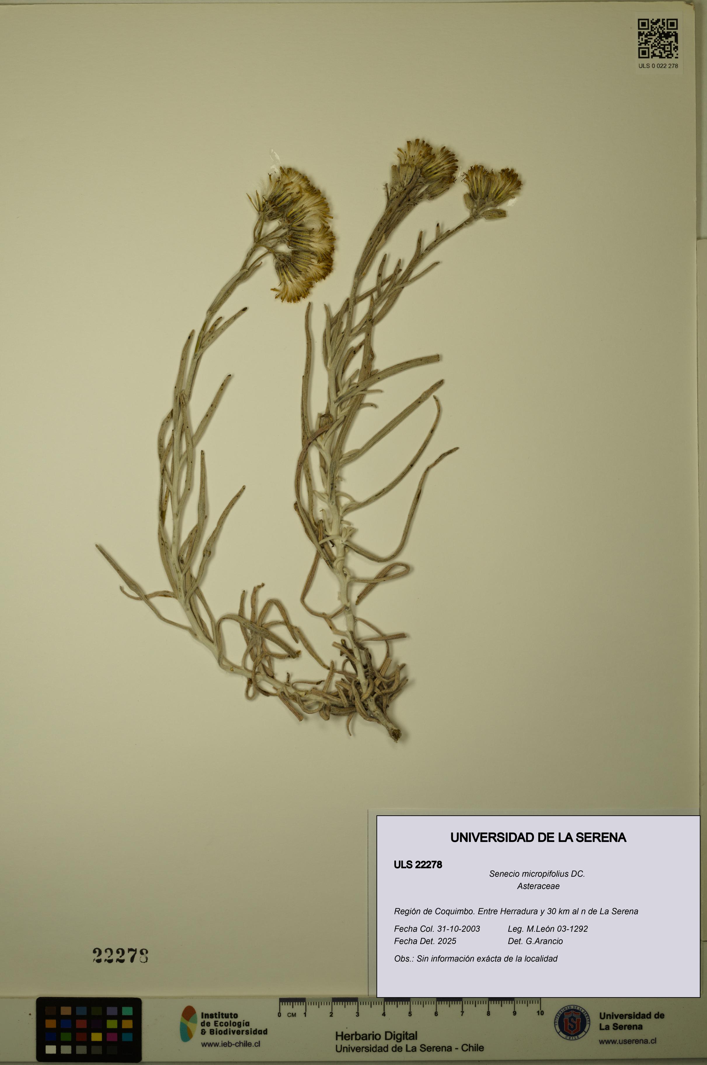 Senecio micropifolius [Espécimen: ULS:ULS:0022278]