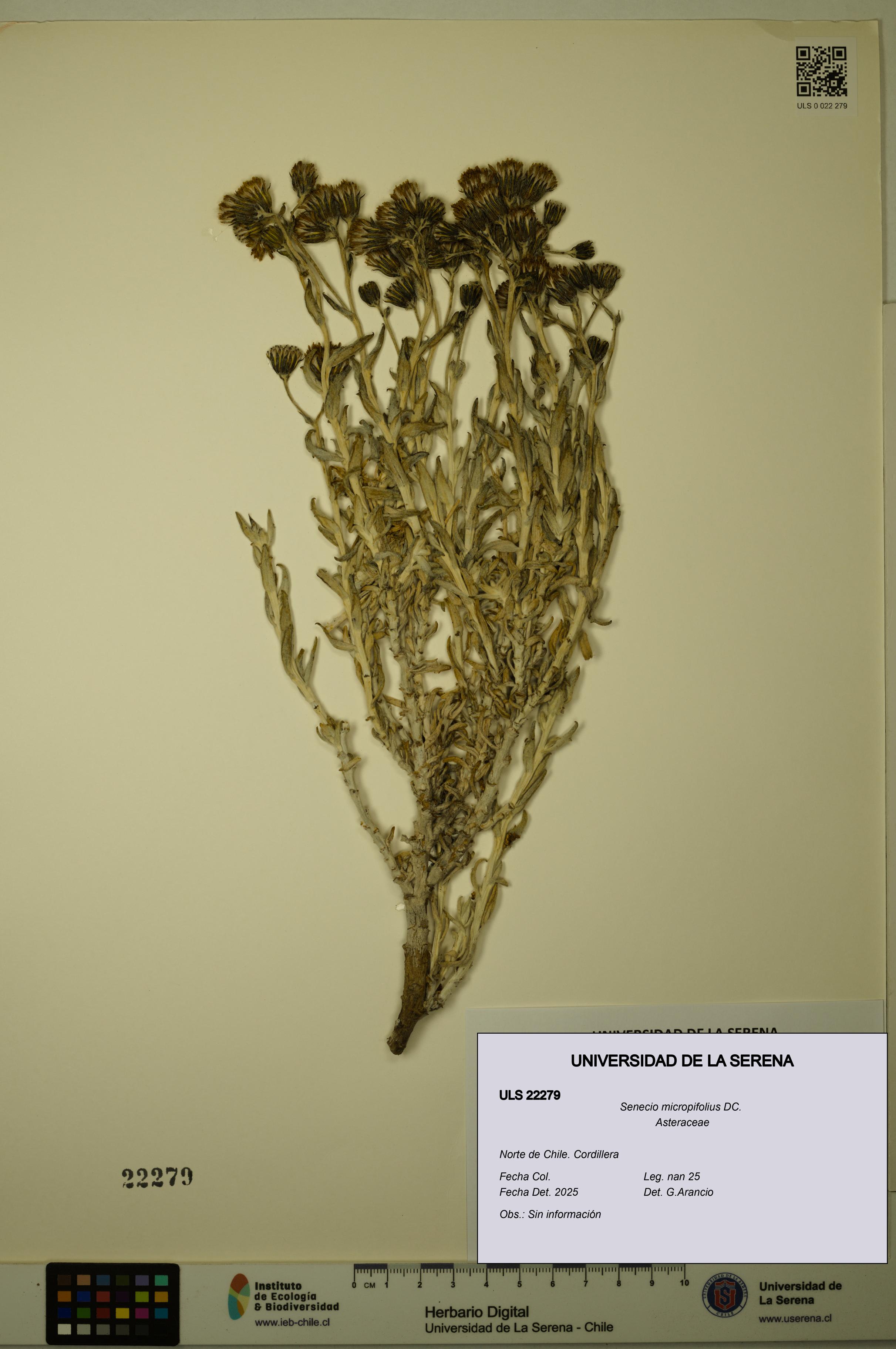 Senecio micropifolius [Espécimen: ULS:ULS:0022279]