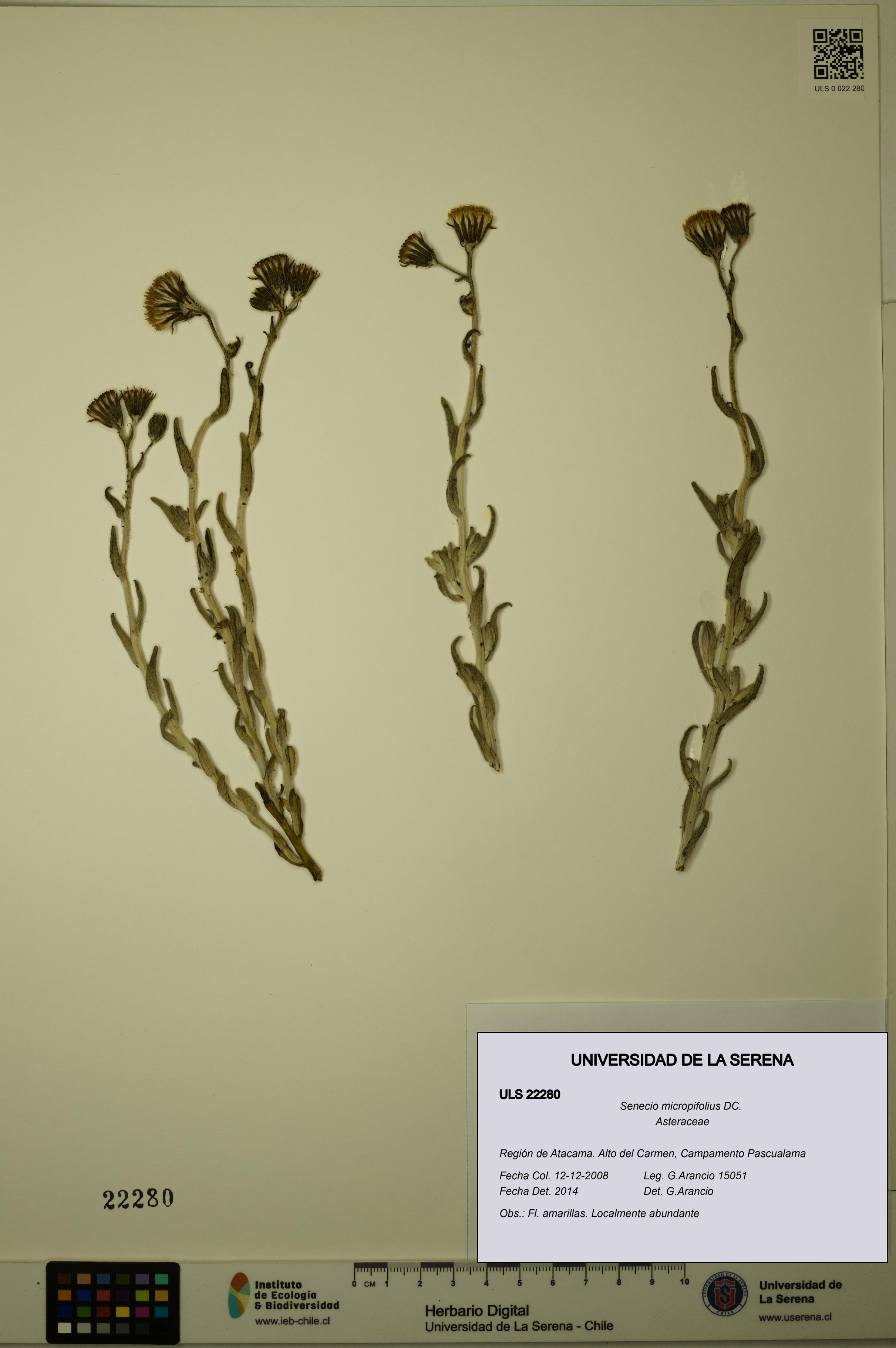 Senecio micropifolius [Espécimen: ULS:ULS:0022280]