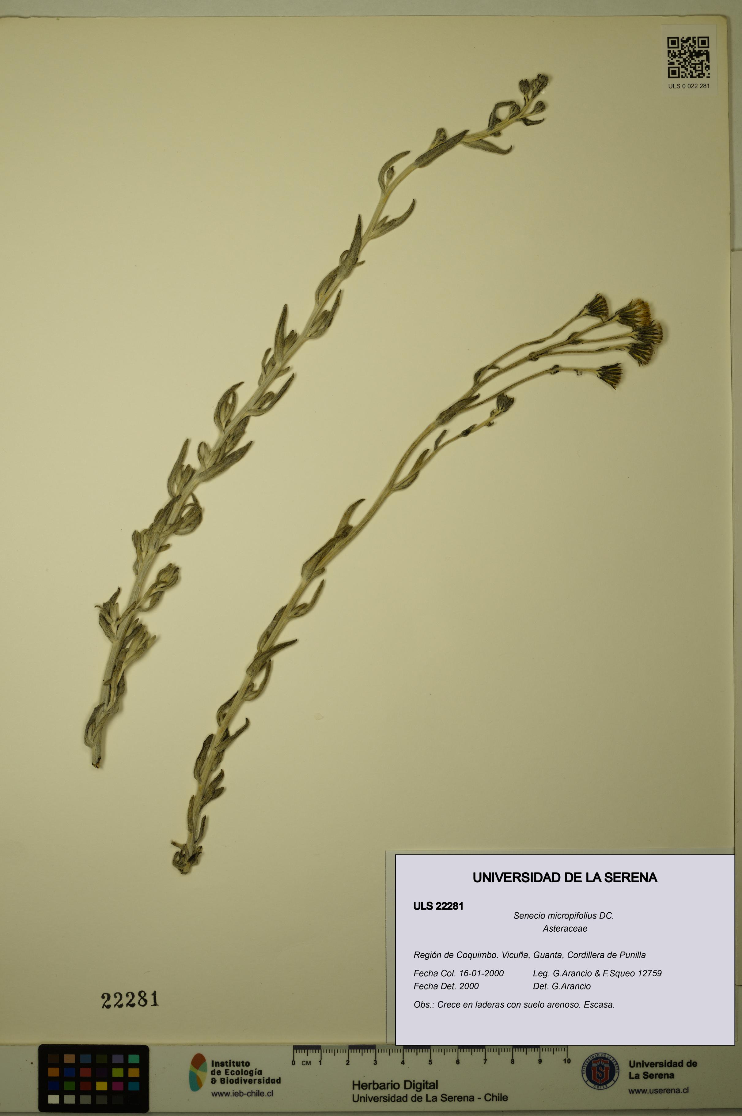 Senecio micropifolius [Espécimen: ULS:ULS:0022281]