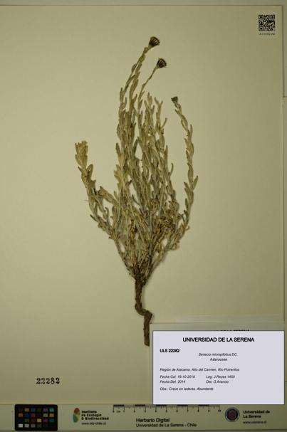 Senecio micropifolius [Espécimen: ULS:ULS:0022282]