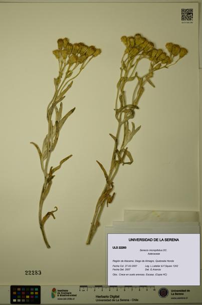 Senecio micropifolius [Espécimen: ULS:ULS:0022283]