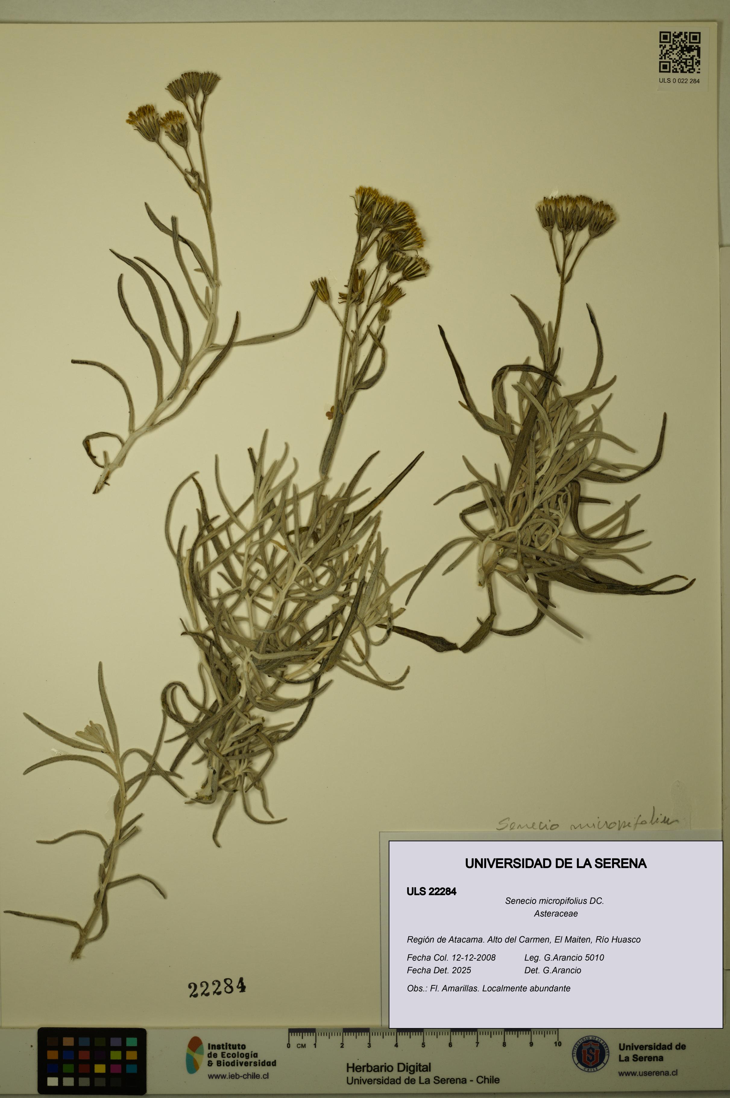 Senecio micropifolius [Espécimen: ULS:ULS:0022284]