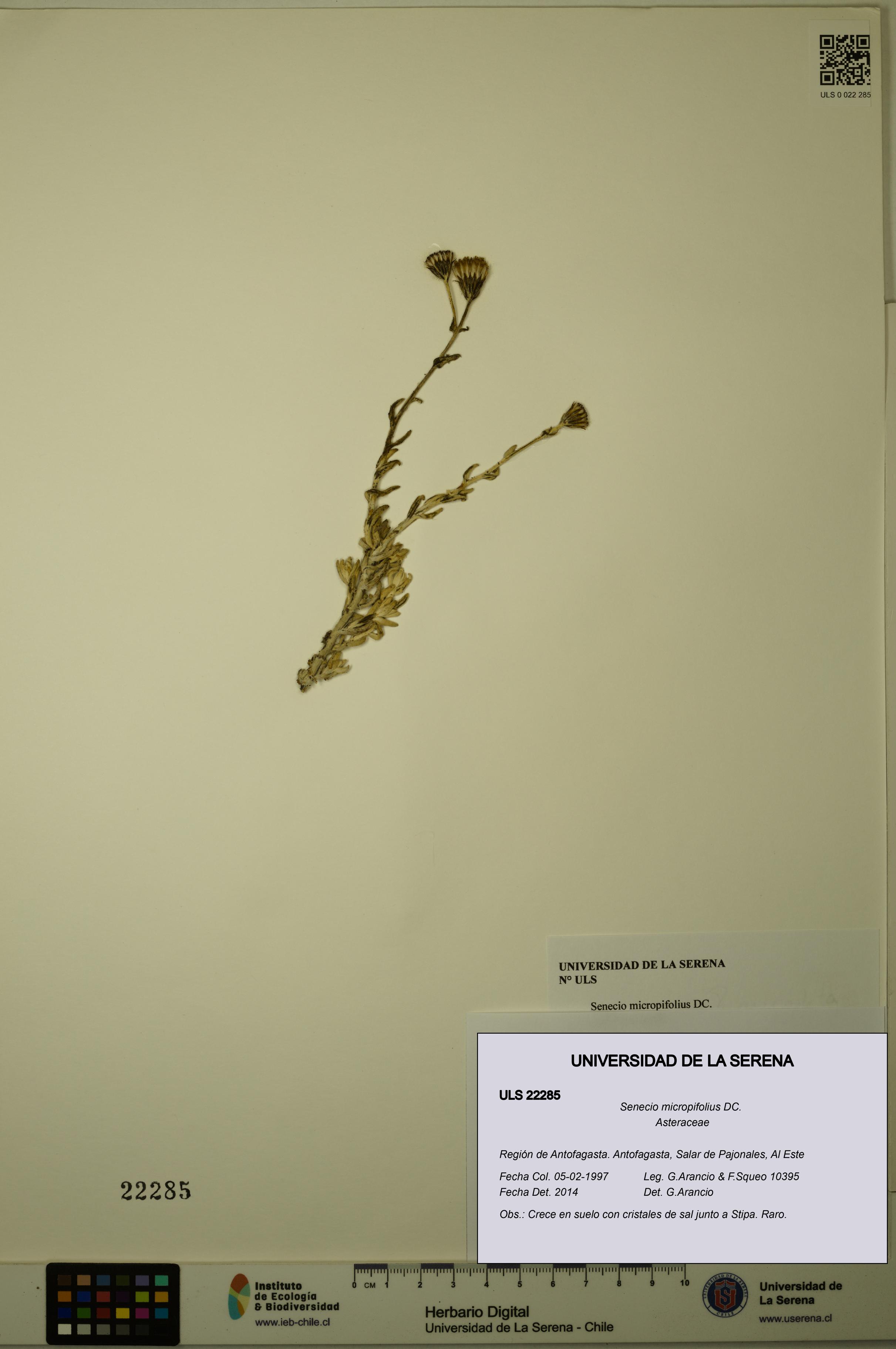 Senecio micropifolius [Espécimen: ULS:ULS:0022285]