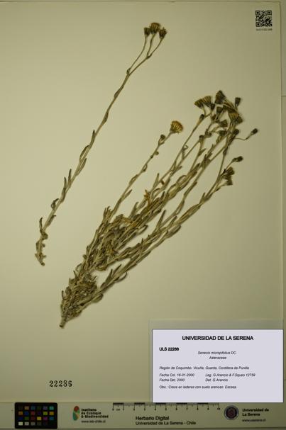 Senecio micropifolius [Espécimen: ULS:ULS:0022286]