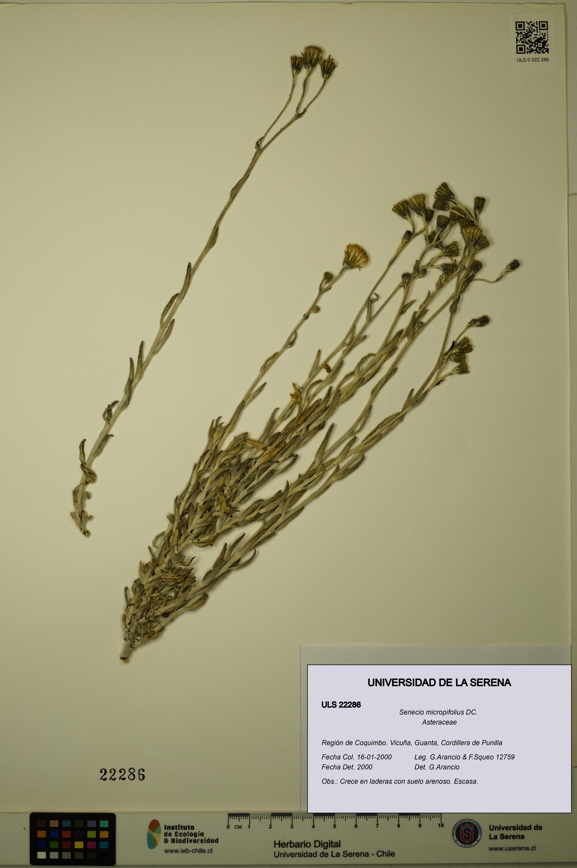 Senecio micropifolius [Espécimen: ULS:ULS:0022286]