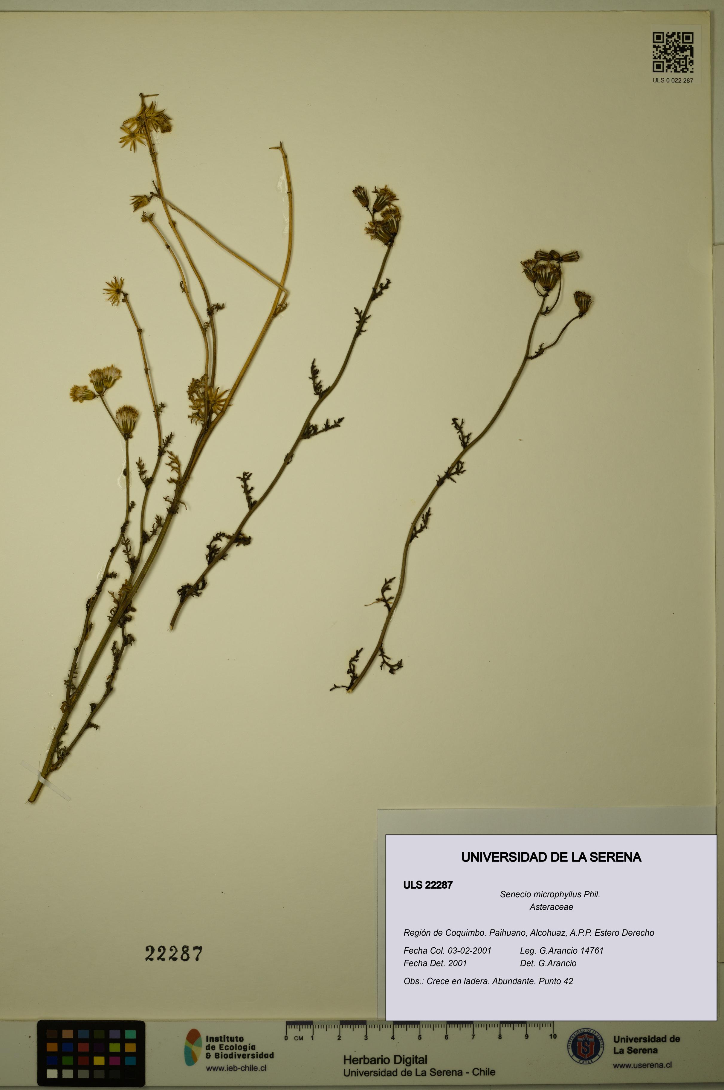 Senecio microphyllus [Espécimen: ULS:ULS:0022287]