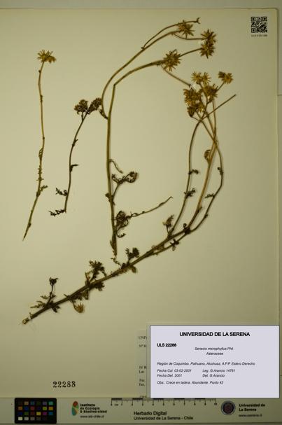 Senecio microphyllus [Espécimen: ULS:ULS:0022288]
