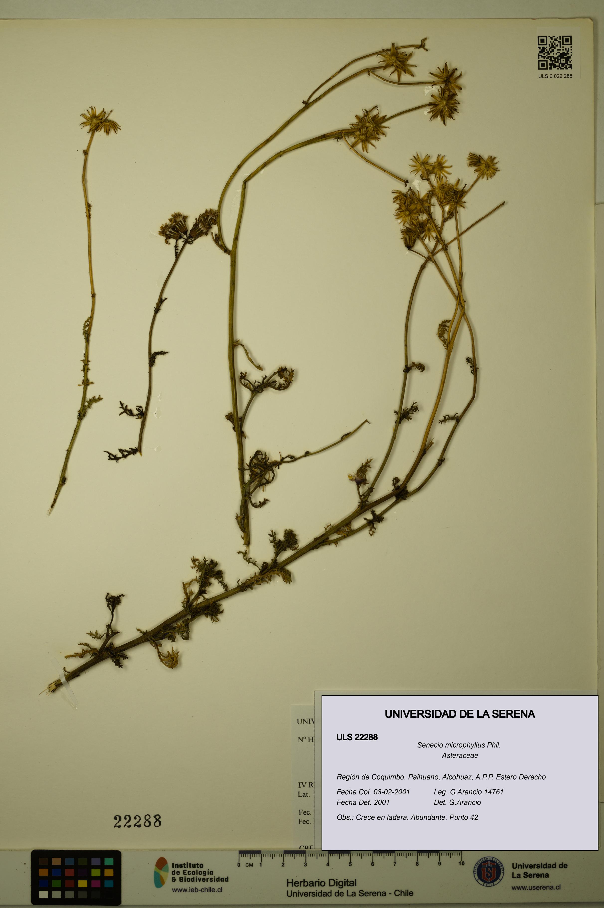 Senecio microphyllus [Espécimen: ULS:ULS:0022288]