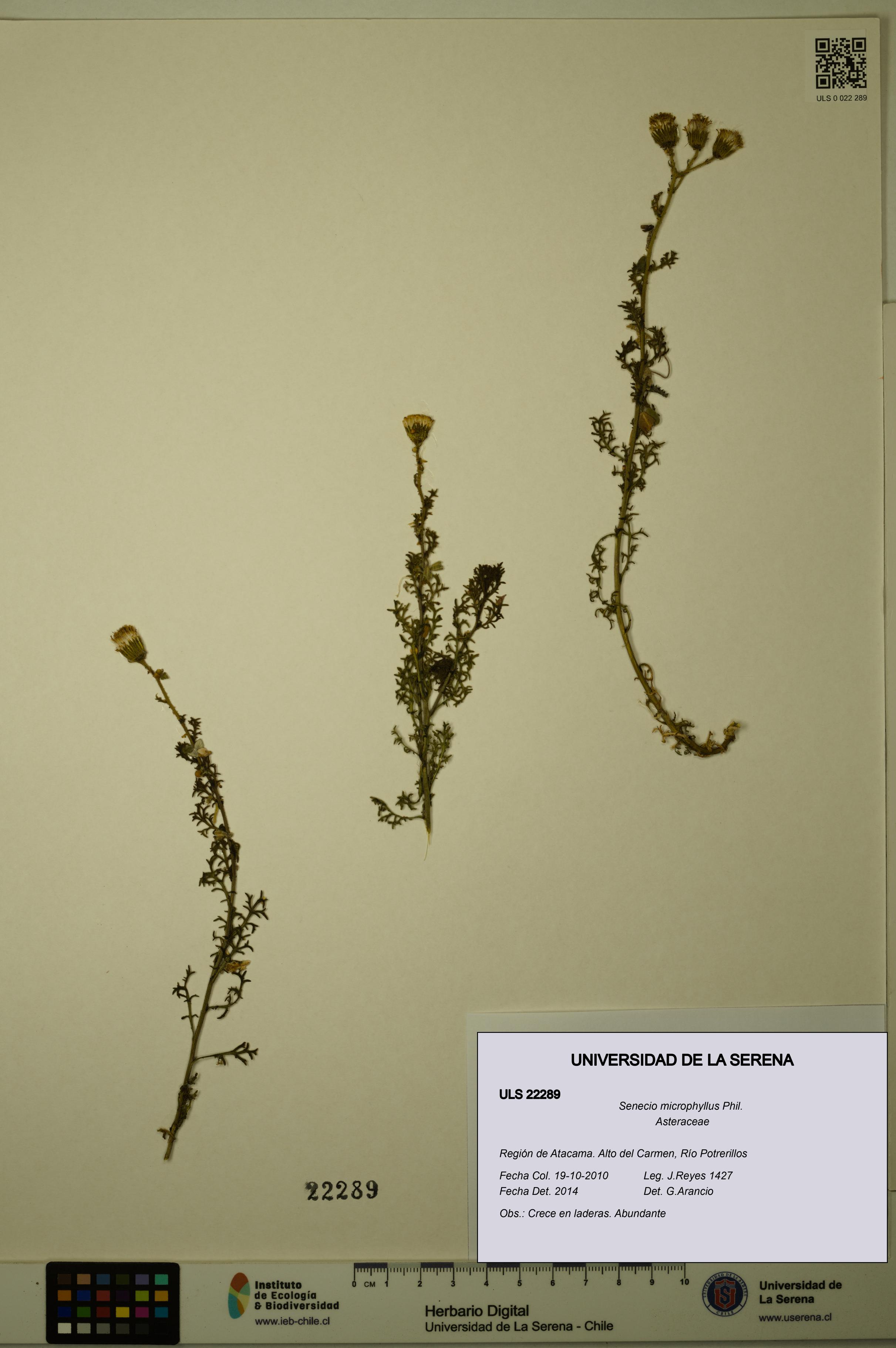 Senecio microphyllus [Espécimen: ULS:ULS:0022289]