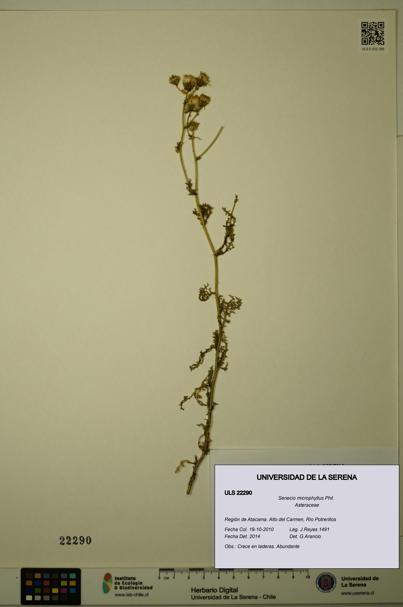 Senecio microphyllus [Espécimen: ULS:ULS:0022290]
