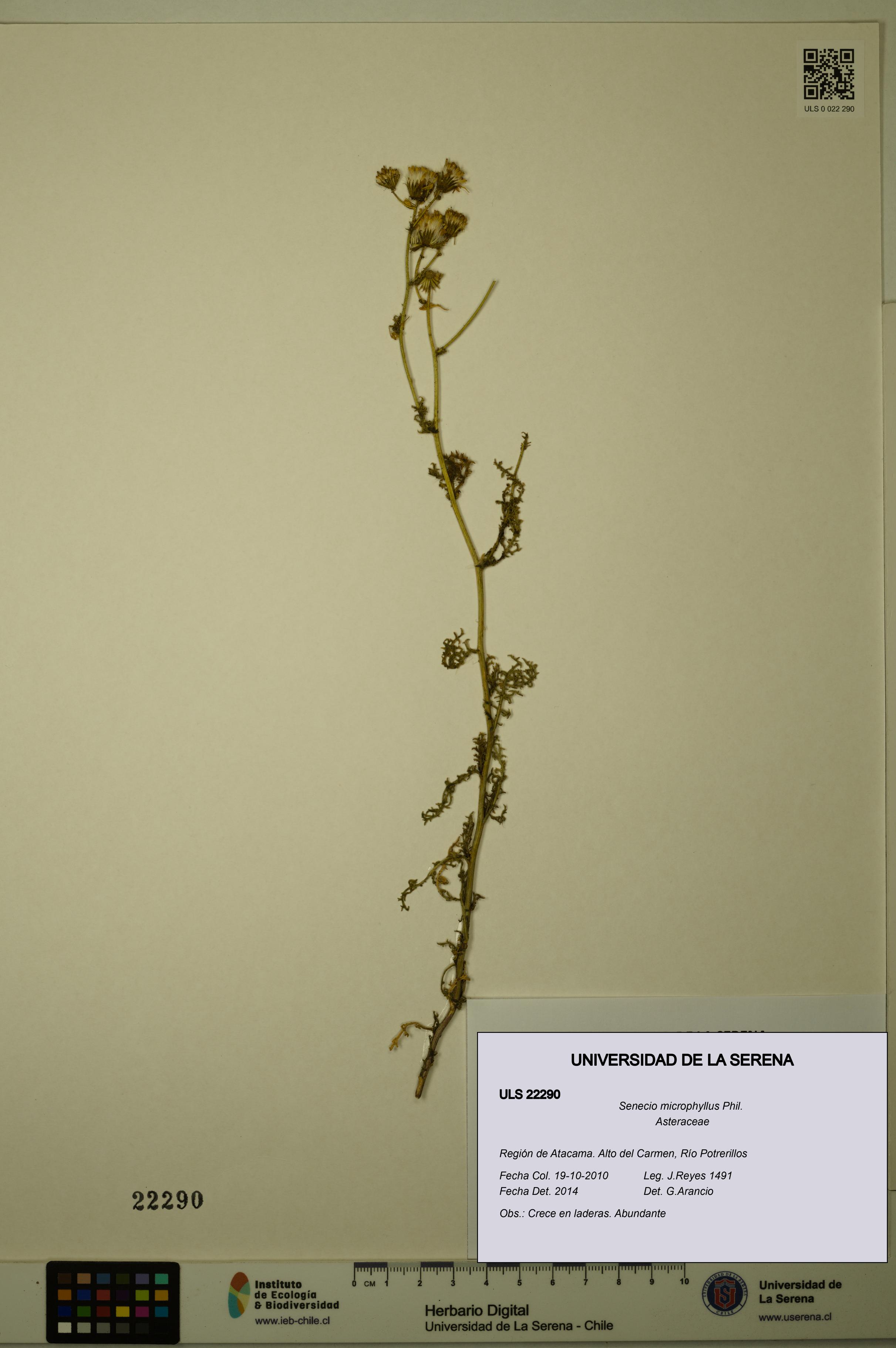 Senecio microphyllus [Espécimen: ULS:ULS:0022290]