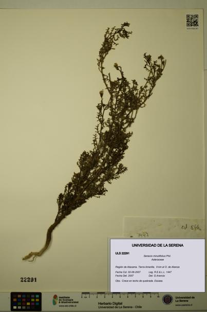 Senecio minutifolius [Espécimen: ULS:ULS:0022291]