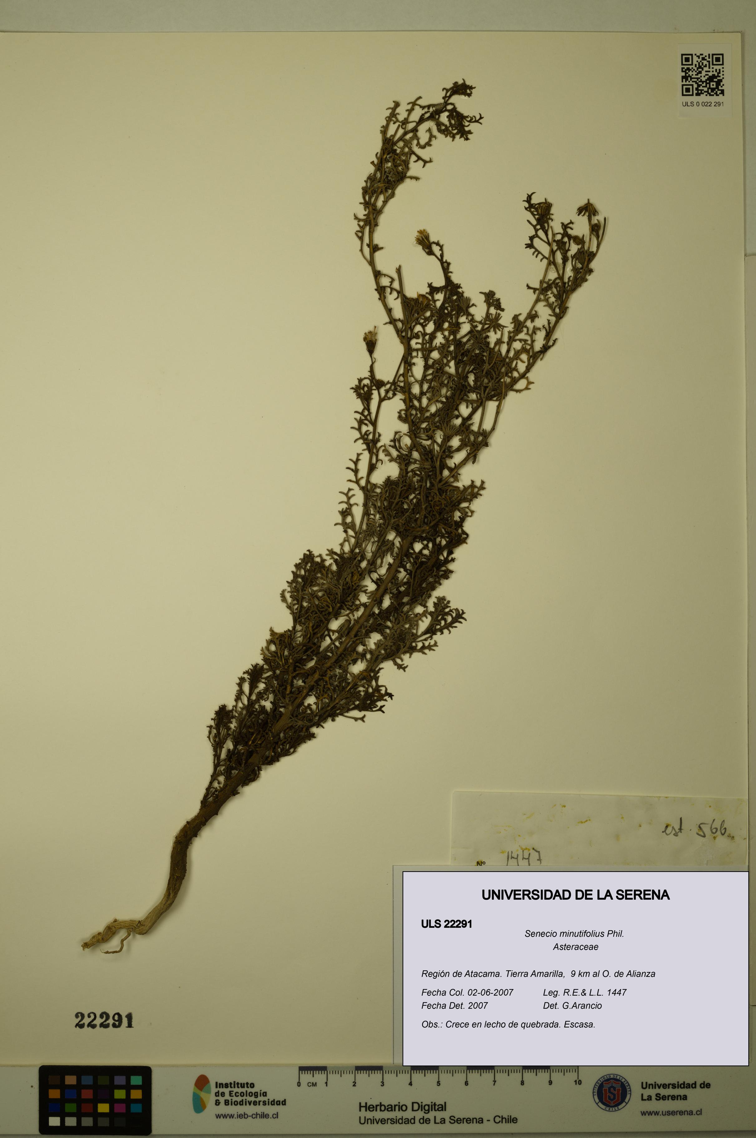 Senecio minutifolius [Espécimen: ULS:ULS:0022291]