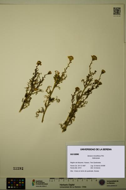 Senecio minutifolius [Espécimen: ULS:ULS:0022292]
