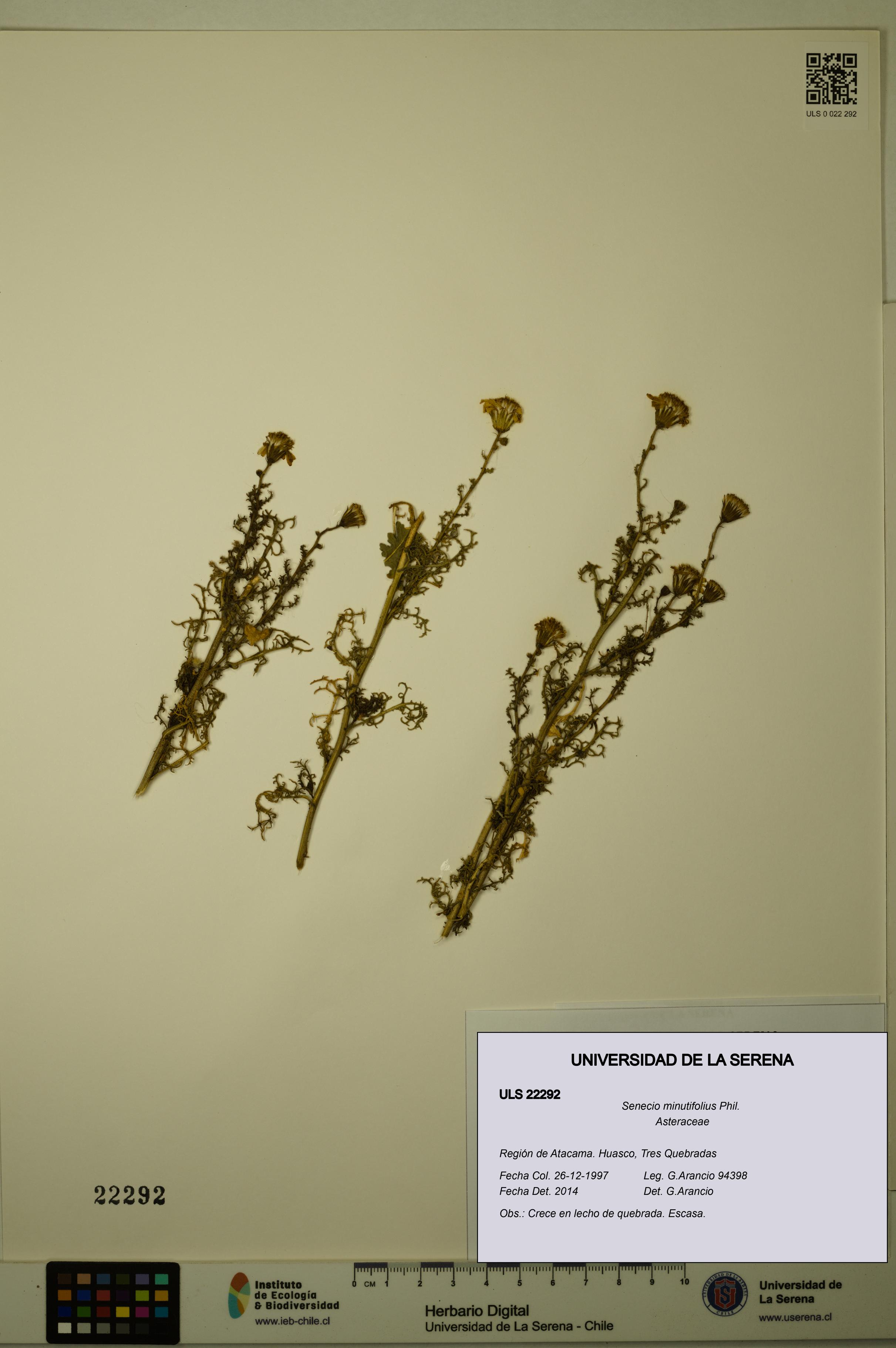 Senecio minutifolius [Espécimen: ULS:ULS:0022292]
