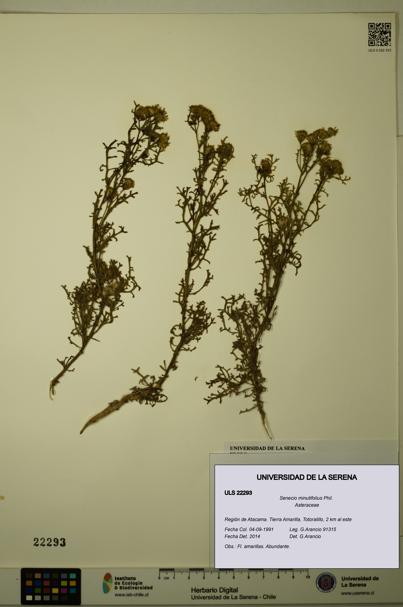 Senecio minutifolius [Espécimen: ULS:ULS:0022293]
