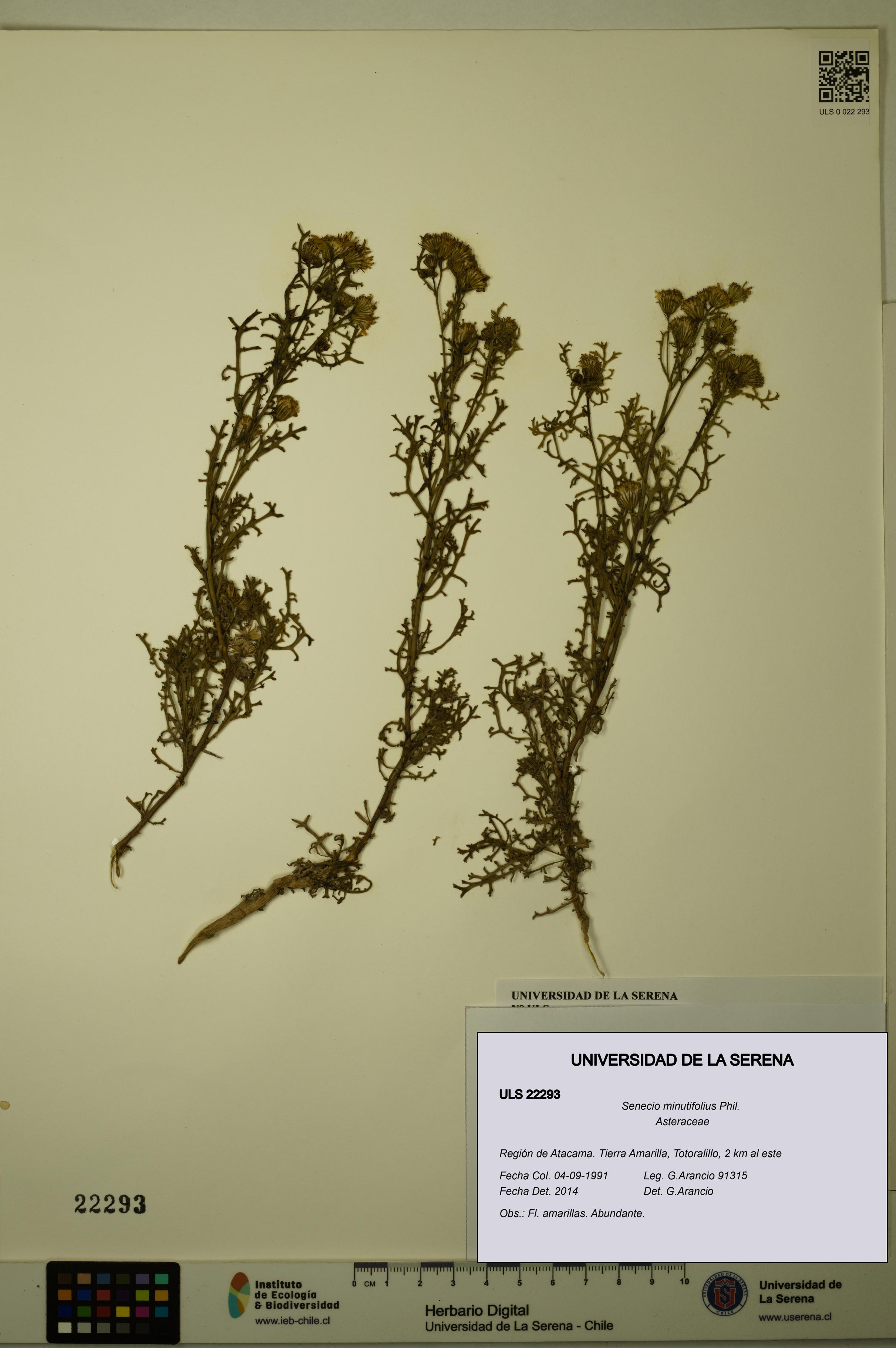 Senecio minutifolius [Espécimen: ULS:ULS:0022293]