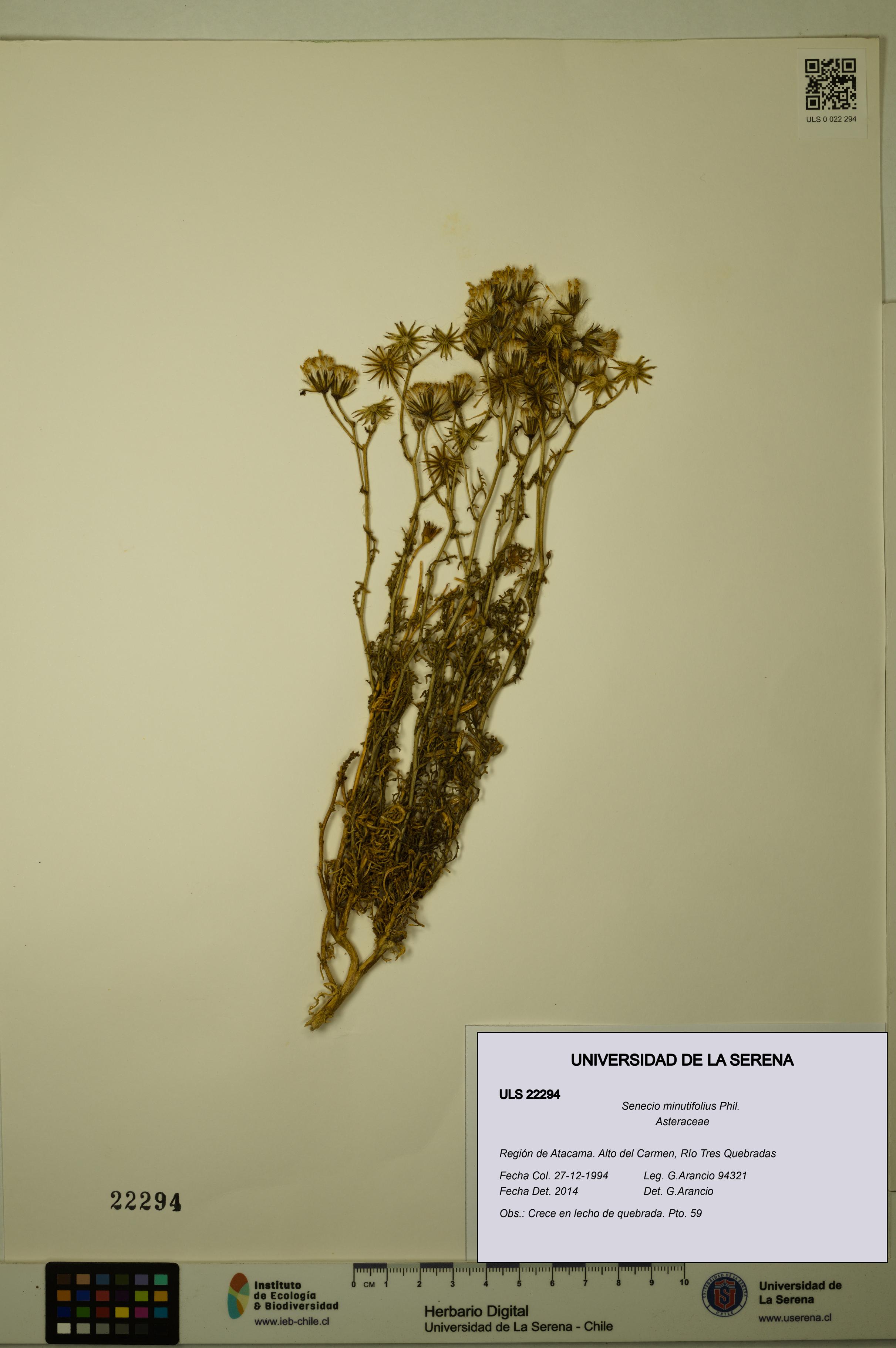 Senecio minutifolius [Espécimen: ULS:ULS:0022294]