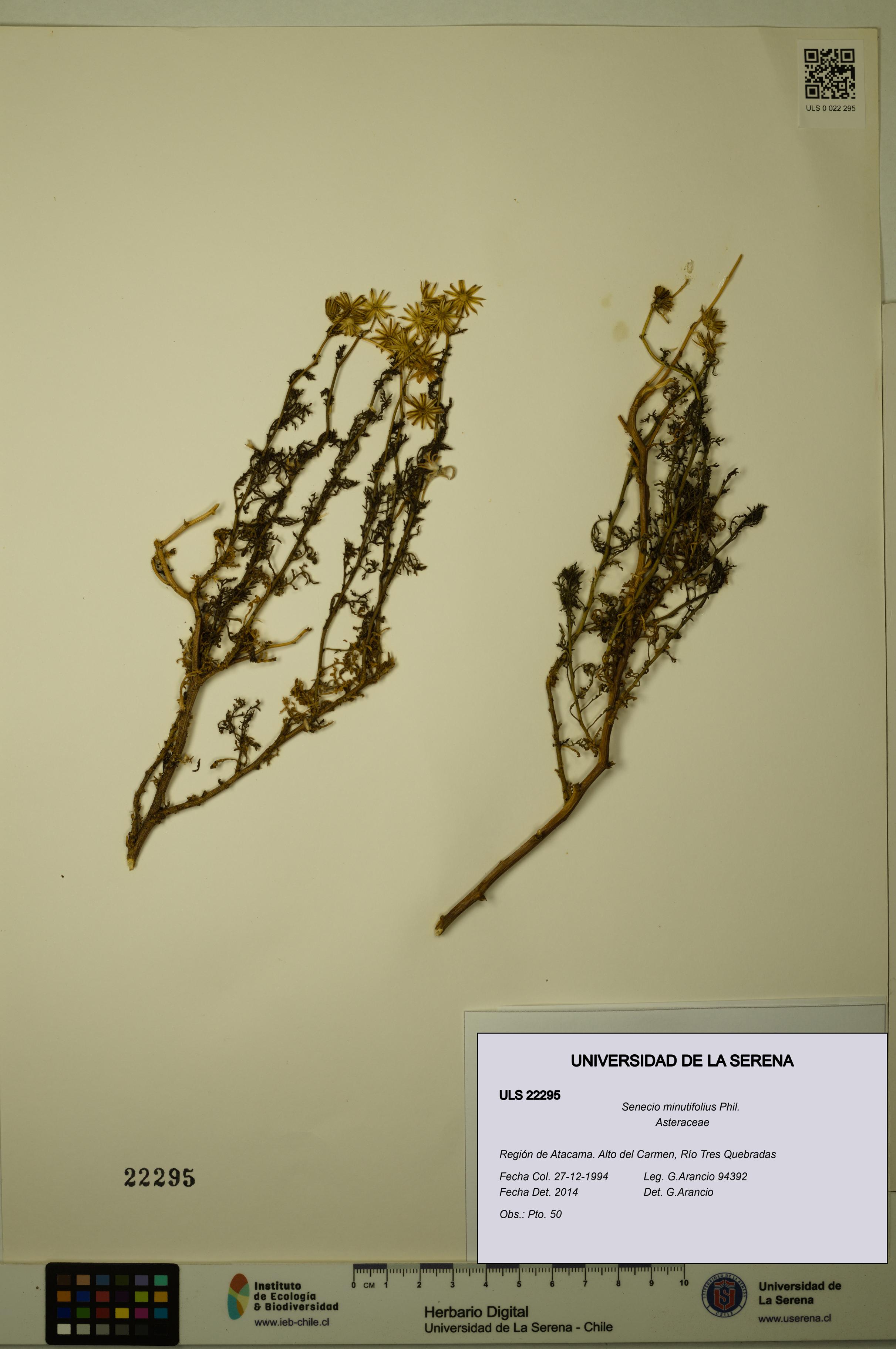 Senecio minutifolius [Espécimen: ULS:ULS:0022295]