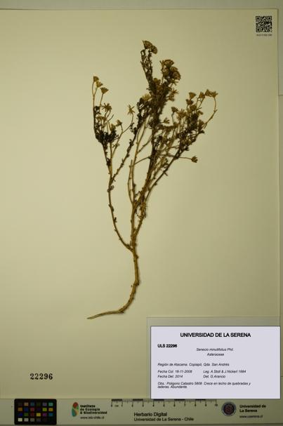 Senecio minutifolius [Espécimen: ULS:ULS:0022296]