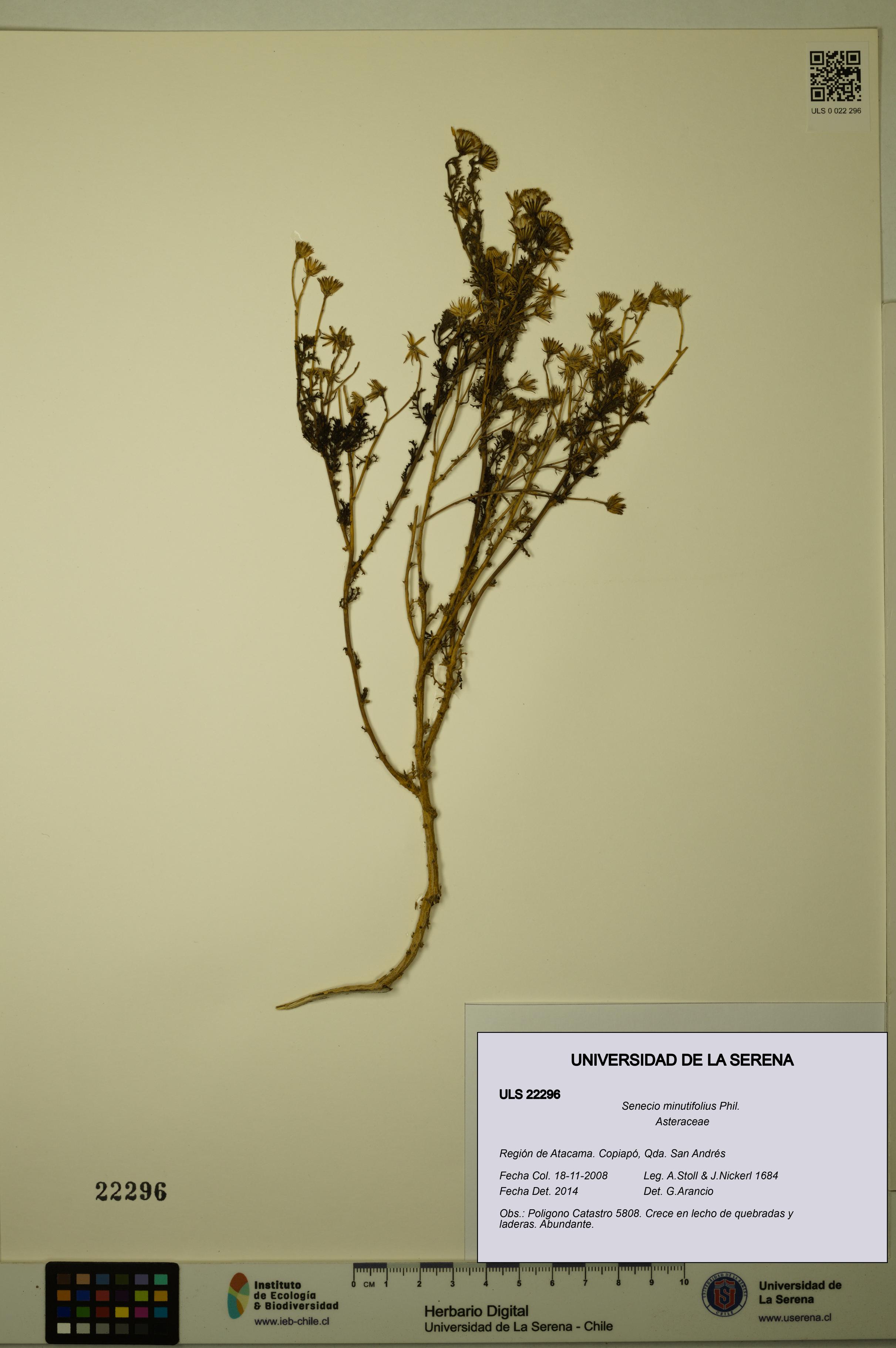 Senecio minutifolius [Espécimen: ULS:ULS:0022296]