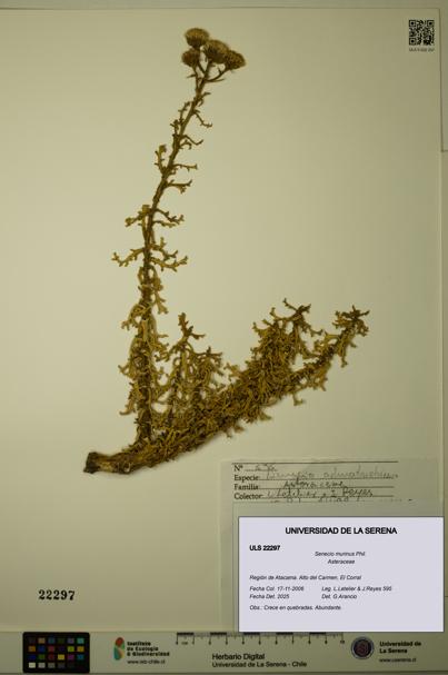 Senecio murinus [Espécimen: ULS:ULS:0022297]