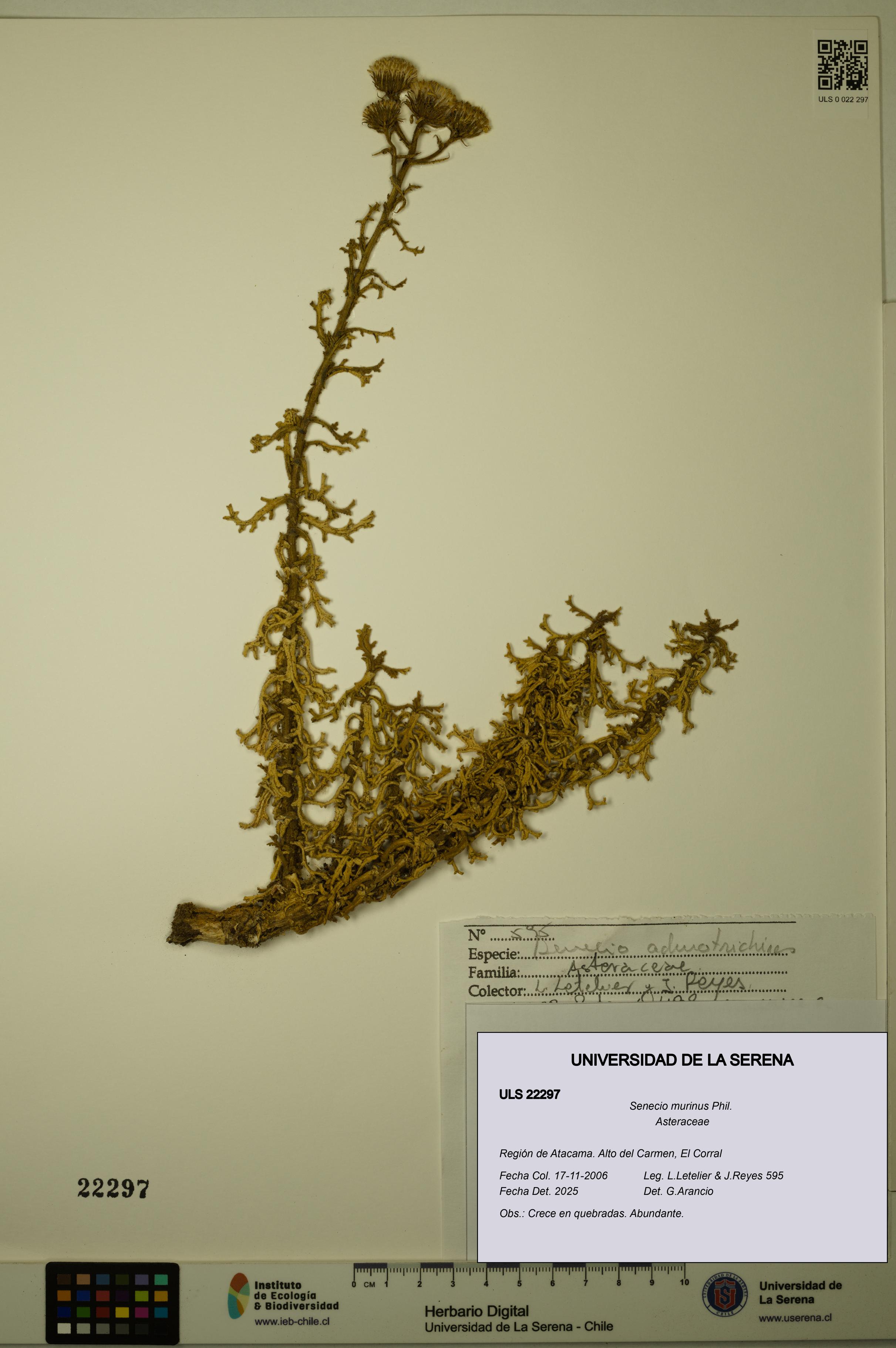 Senecio murinus [Espécimen: ULS:ULS:0022297]