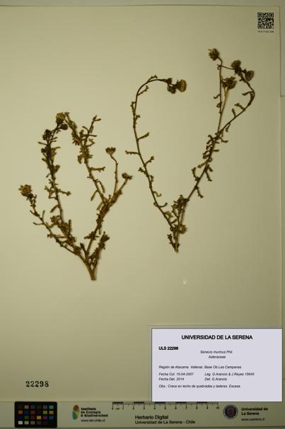 Senecio murinus [Espécimen: ULS:ULS:0022298]