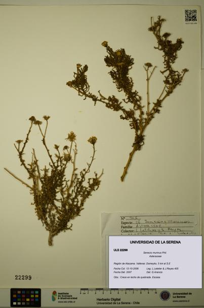 Senecio murinus [Espécimen: ULS:ULS:0022299]