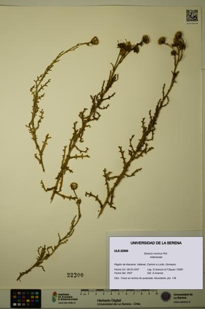 Senecio murinus [Espécimen: ULS:ULS:0022300]