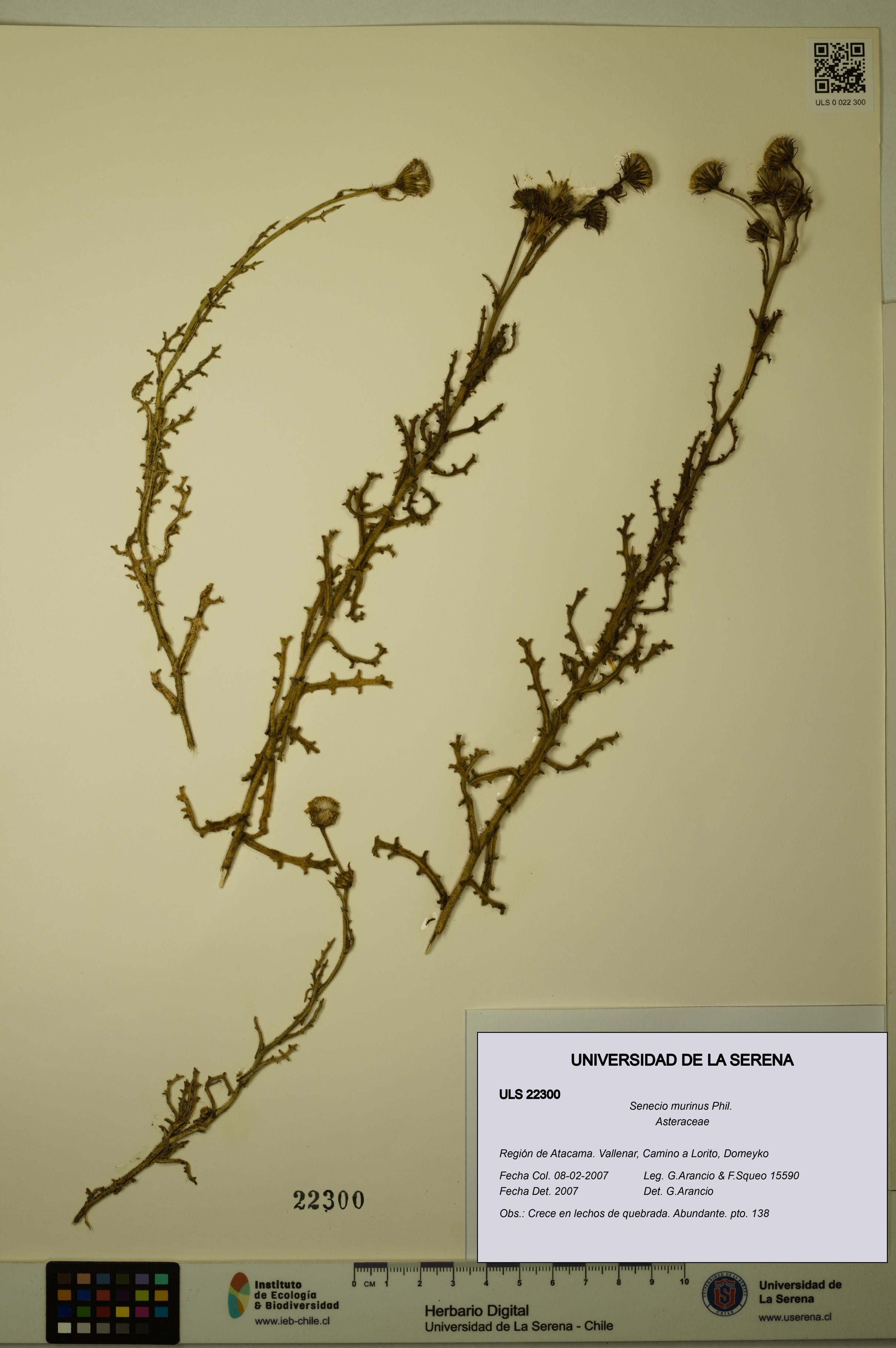 Senecio murinus [Espécimen: ULS:ULS:0022300]