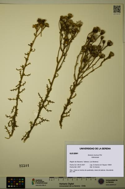 Senecio murinus [Espécimen: ULS:ULS:0022301]