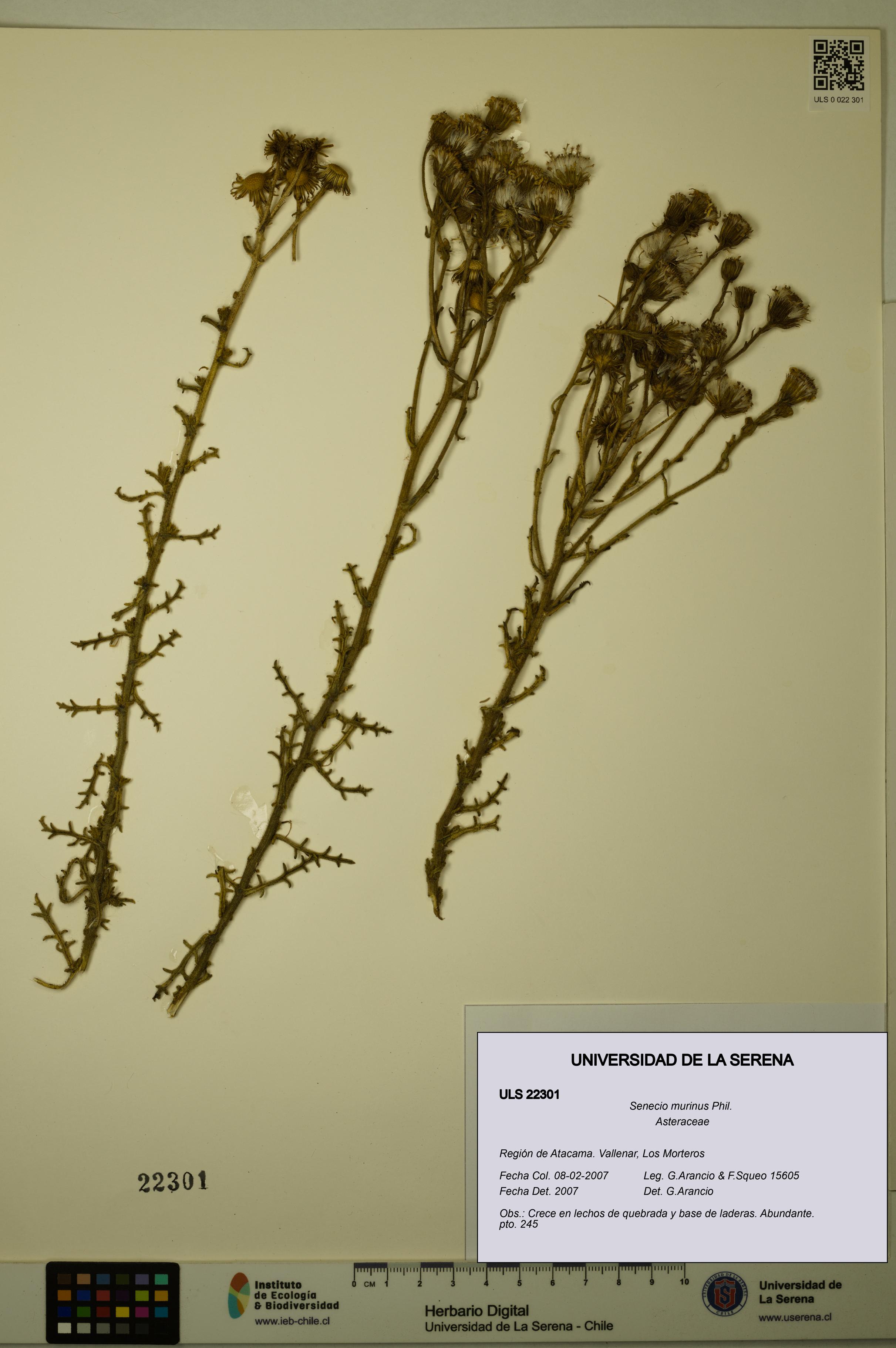 Senecio murinus [Espécimen: ULS:ULS:0022301]