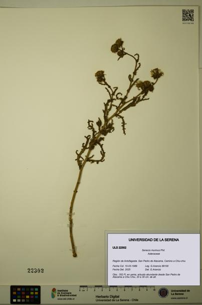 Senecio murinus [Espécimen: ULS:ULS:0022302]