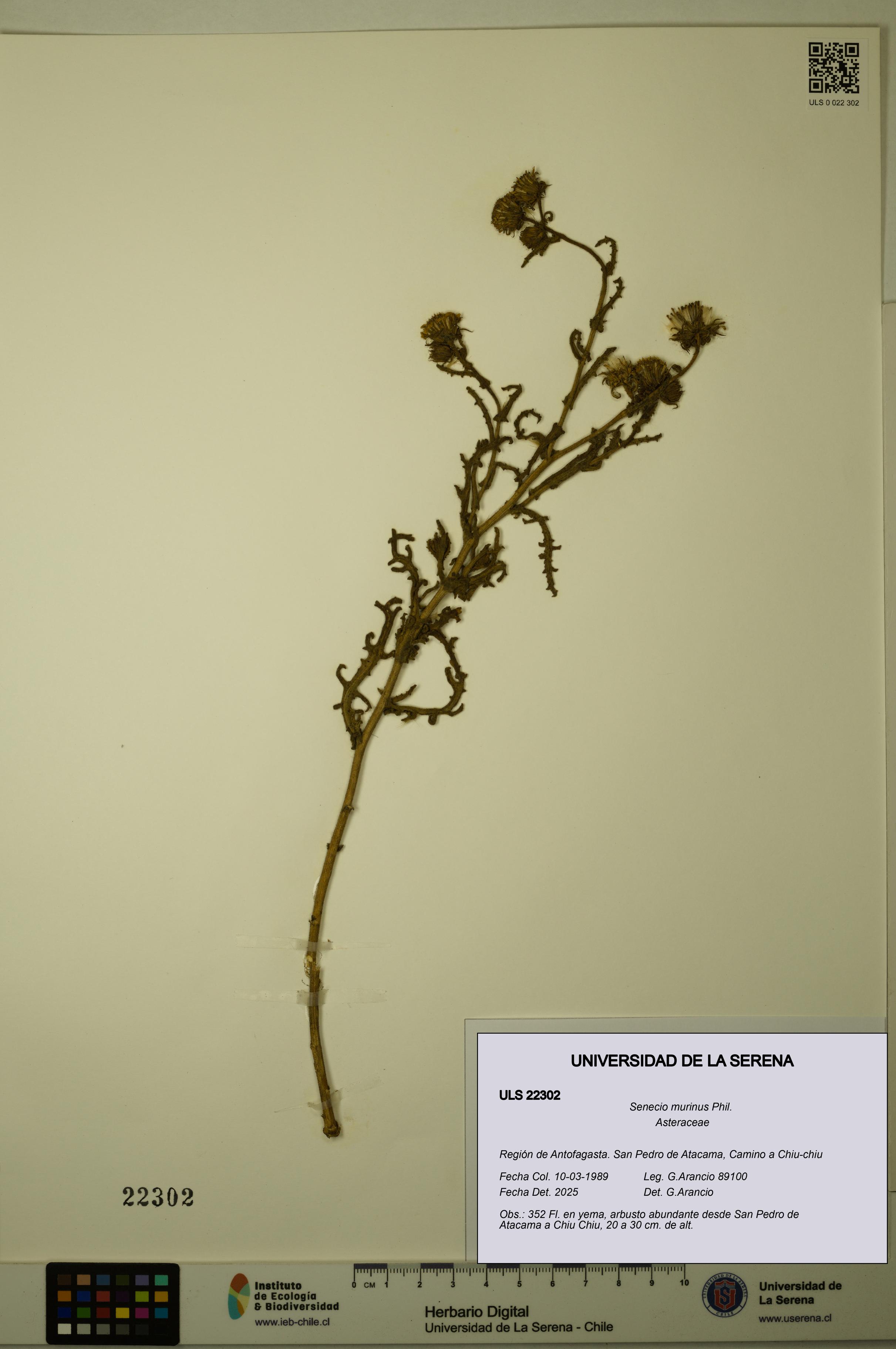 Senecio murinus [Espécimen: ULS:ULS:0022302]