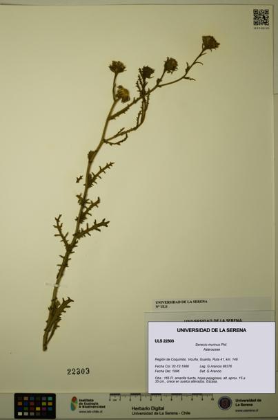 Senecio murinus [Espécimen: ULS:ULS:0022303]
