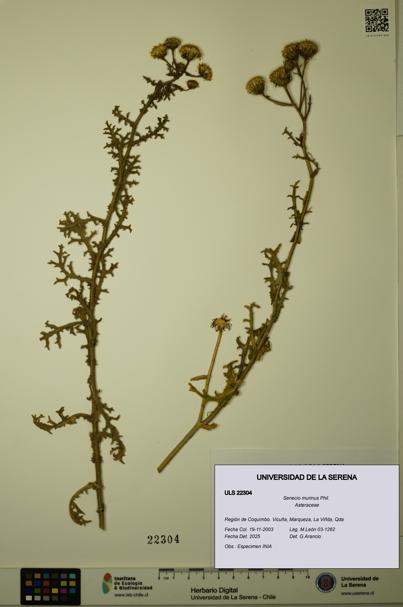 Senecio murinus [Espécimen: ULS:ULS:0022304]