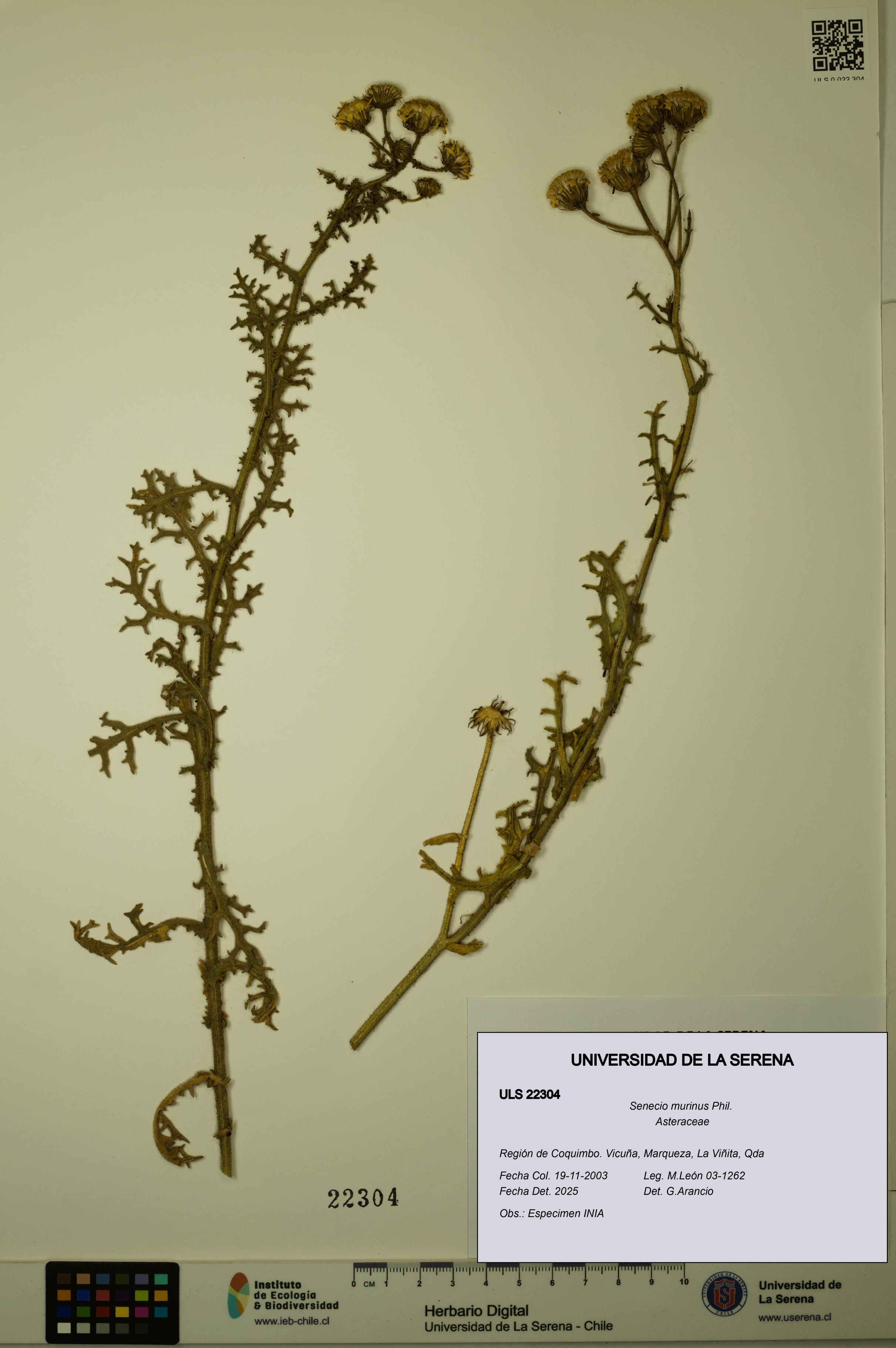 Senecio murinus [Espécimen: ULS:ULS:0022304]