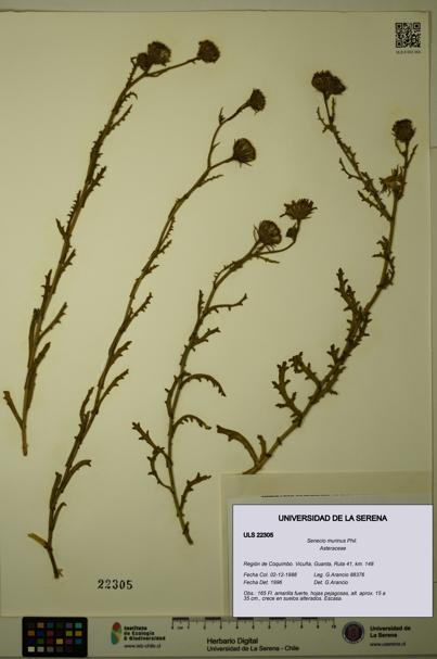 Senecio murinus [Espécimen: ULS:ULS:0022305]