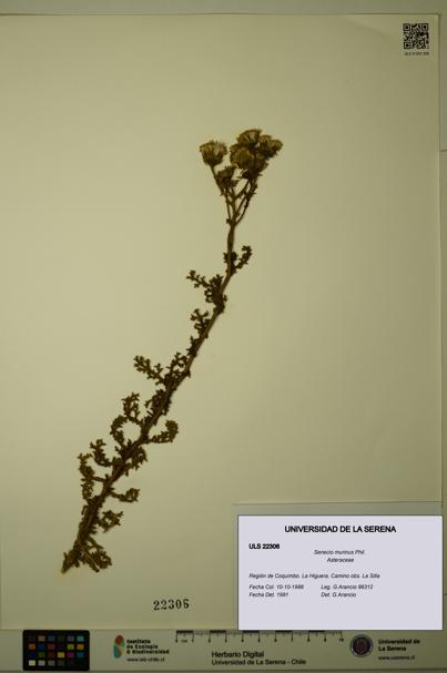 Senecio murinus [Espécimen: ULS:ULS:0022306]