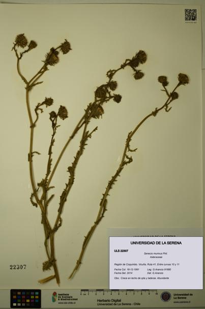 Senecio murinus [Espécimen: ULS:ULS:0022307]