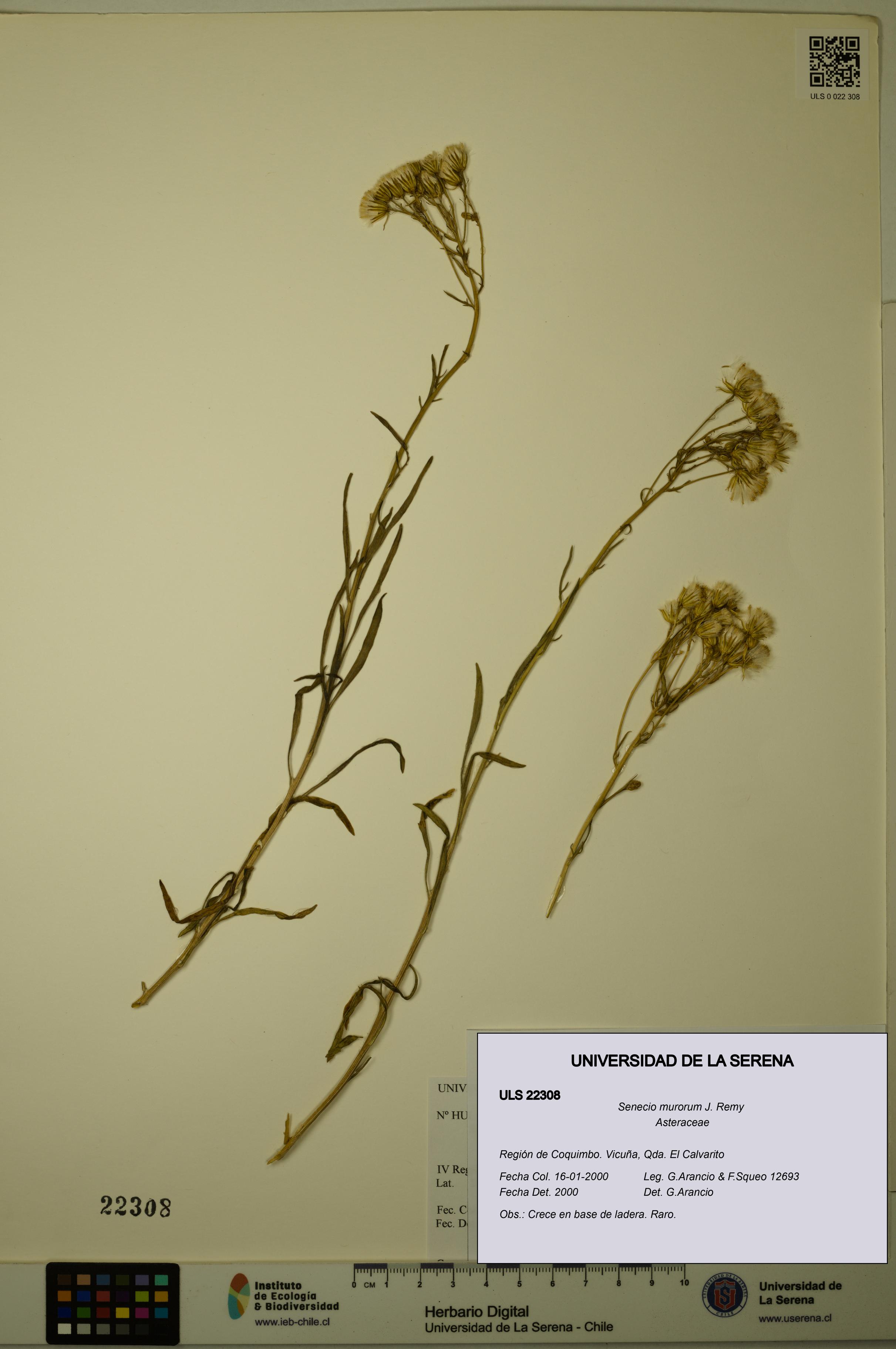 Senecio murorum [Espécimen: ULS:ULS:0022308]