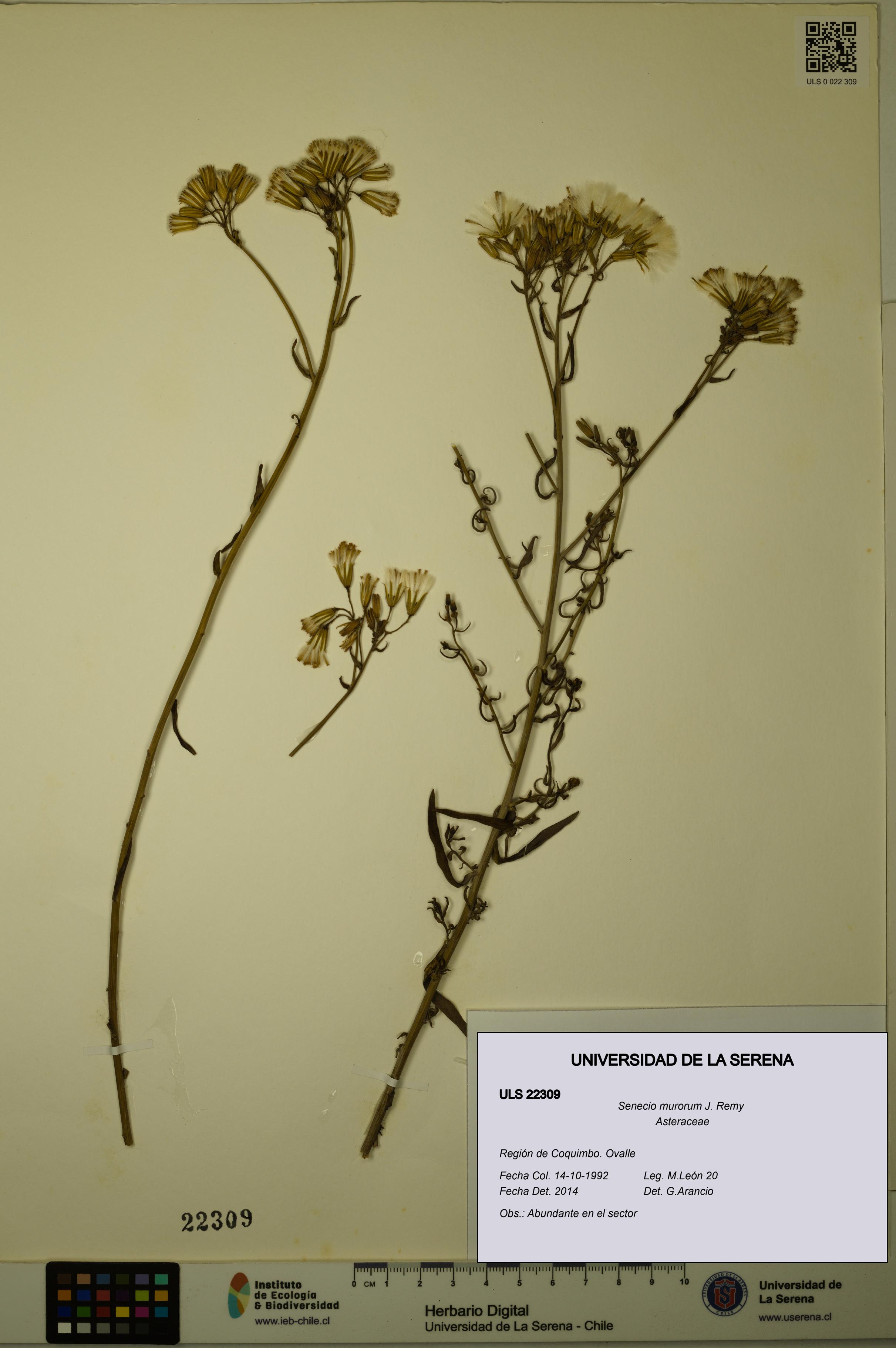 Senecio murorum [Espécimen: ULS:ULS:0022309]