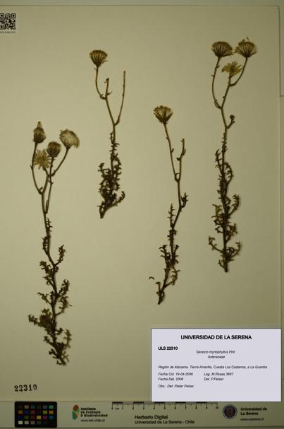 Senecio myriophyllus [Espécimen: ULS:ULS:0022310]